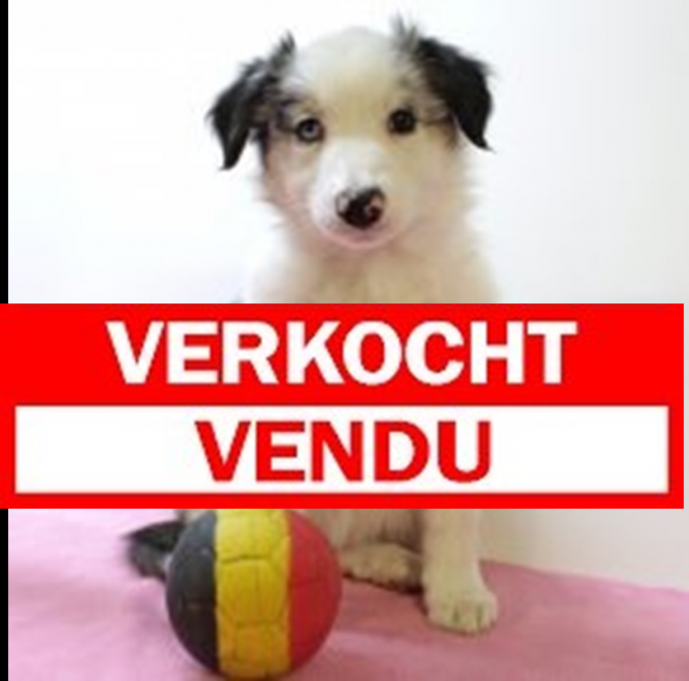 Border Collie 030225 F(BE6716) verkocht