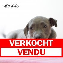 American staffordshire terrier F 300125 (HU1193) 210525 verkocht - vendu..jpg