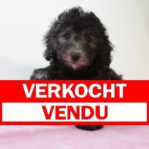 poedel F 120325 (BE4046) 210525 verkocht - vendu. JPG