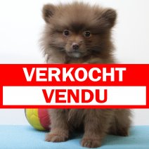 Keesje M(BE4499) 070525 verkocht - vendu.jpg