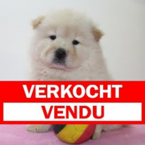 Chow Chow 060325 F(BE4784) 070525.verkocht