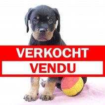 Rottweiler 010325 F (BE1864) 050525 verkocht - vendu.jpg