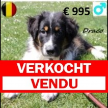 Australische Herder Draco 150125 M(BE1012) 300425.verkocht