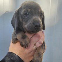 teckel pups beschikbaar einde juni (HU) F BlueTan 1 (3).jpg