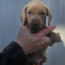 teckel pups beschikbaar einde juni (HU) F Isabelle 1.jpg