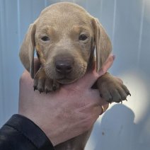 teckel pups beschikbaar einde juni (HU) M Isabelle 1.jpg