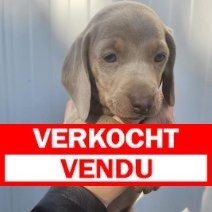 teckel pups beschikbaar einde juni (HU) M Isabelle 2.jpg