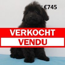 X pomapoo M 040125 (BE9681) 080525 verkocht - vendu.jpg