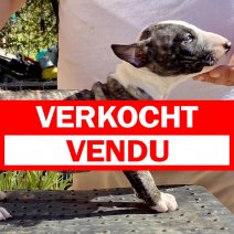 Mini Bull T. teef3 - beschikbaar eind juni 2025 €1845 verkocht - vendu.jpg