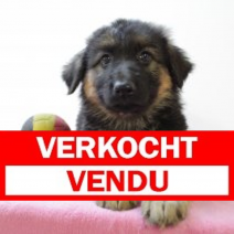 Duitse Herder 200325 F (BE2947) 160525.verkocht
