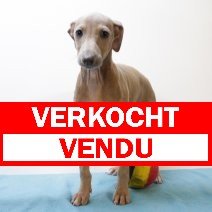 Italiaanse Windhond 100125 M(BE3121) 040425 verkocht - vendu.jpg