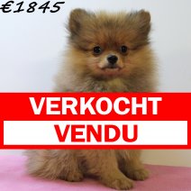 Kees 040125 F(HU9674) 230425 verkocht - vendu.jpg