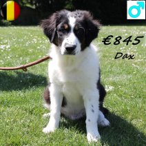 Australische Herder Dax 150125 M(BE2394) 300425.jpg