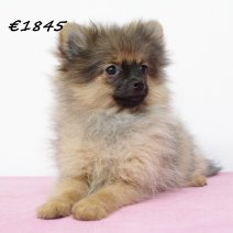 keeshond 040125 F  (HU1131) 260525...jpg