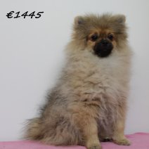 keeshond 040125 F  (HU9664) 260525...jpg