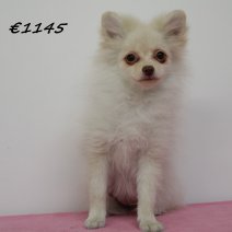 keeshond 040125 F  (HU9676) 260525...jpg
