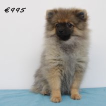keeshond 040125 M (HU1129) 260525...jpg