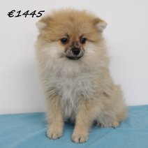 keeshond 040125 M (HU1130) 260525...jpg