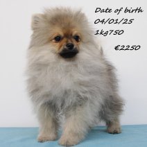 keeshond 040125 M (HU9662) 250526...jpg
