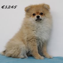keeshond 040125 M (HU9673) 260525...jpg