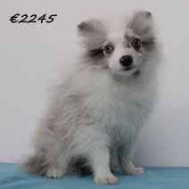 keeshond 050125 M (HU9666) 260525...jpg