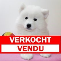 samojeed F 210225 (BE4725) verkocht.jpg