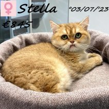 Britse Korthaar Chinchilla Gold Stella 030723 F(BE2600) 270525.jpg