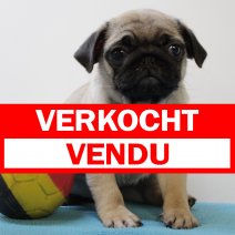 Mopshond M(BE2827) 070525 verkocht - vendu.jpg