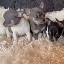Chihuahua pups (HU) 4 teefjes - Beschikbaar begin juli 2025..jpg