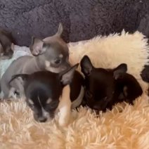 Chihuahua pups (HU) 4 teefjes - Beschikbaar begin juli 2025.jpg