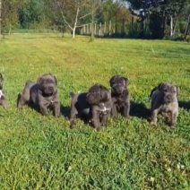 XL Bully pups 4-2 - Beschikbaar begin juli 2025...jpg