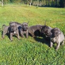 XL Bully pups 4-2 - Beschikbaar begin juli 2025..jpg