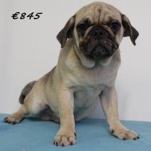 mops M 020125(HU9721)270525..jpg
