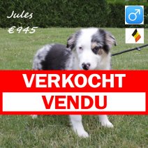 border collie 030225 M (BE6697) 260525 verkocht - vendu.jpg