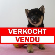 Shiba inu 190325 F (BE6609) 160525 verkocht - vendu.jpg