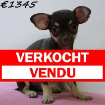Chihuahua 040125 F(HU1128) 230425 verkocht - vendu.jpg