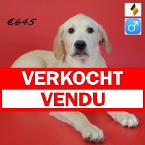 labrador 130125 M(BE3669)130525 verkocht - vendu.jpg