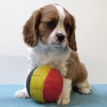 Cavalier King Charles 250325 M(BE4195) 280525.jpg