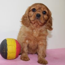 Cavalier King Charles 250325 F(BE3110) 280525.jpg