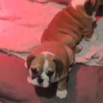 Engelse Bulldog pups (HU) Beschikbaar half juli 2025 - 2500 euro....jpg