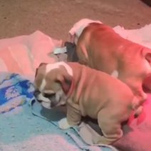 Engelse Bulldog pups (HU) Beschikbaar half juli 2025 - 2500 euro...jpg