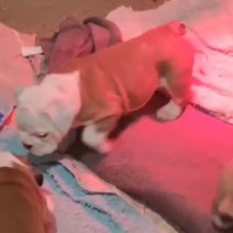 Engelse Bulldog pups (HU) Beschikbaar half juli 2025 - 2500 euro..jpg