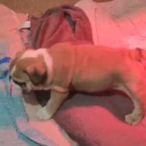Engelse Bulldog pups (HU) Beschikbaar half juli 2025 - 2500 euro.jpg