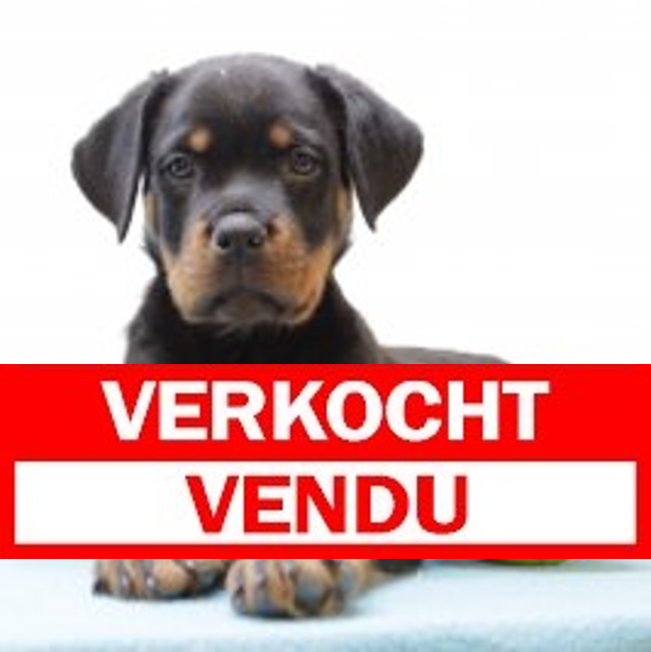 Rottweiler 010325 M (BE1556) 050525.verkocht