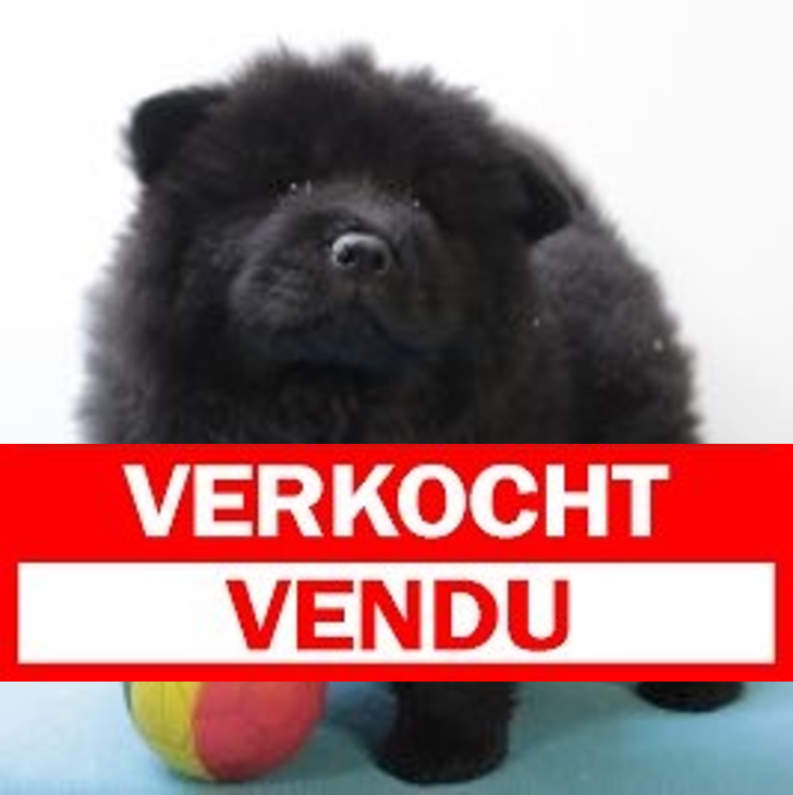 Chow Chow 060325 M(BE5202) 070525.verkocht