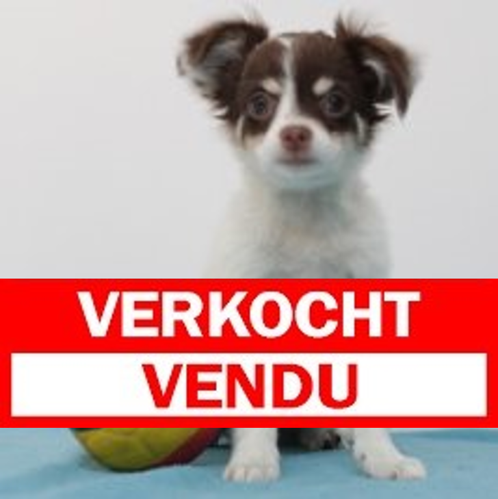 Chihuhua 140225 F (BE2904)210525.verkocht