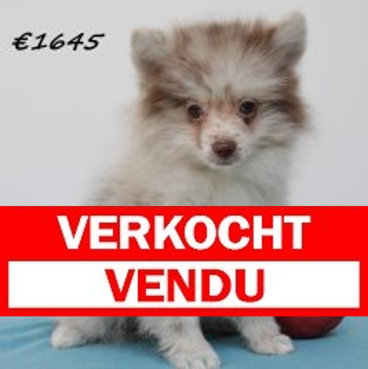 keeshond 040325 M (BE4468) 260525.verkocht