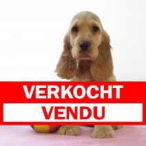 engelse cocker F210325(BE4947) 210525.verkocht