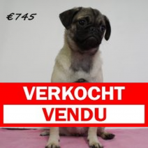 mops F 020125 F(HU9725) 270525.verkocht.png