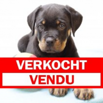 Rottweiler M 010325 (BE2339) 050525.verkocht.png